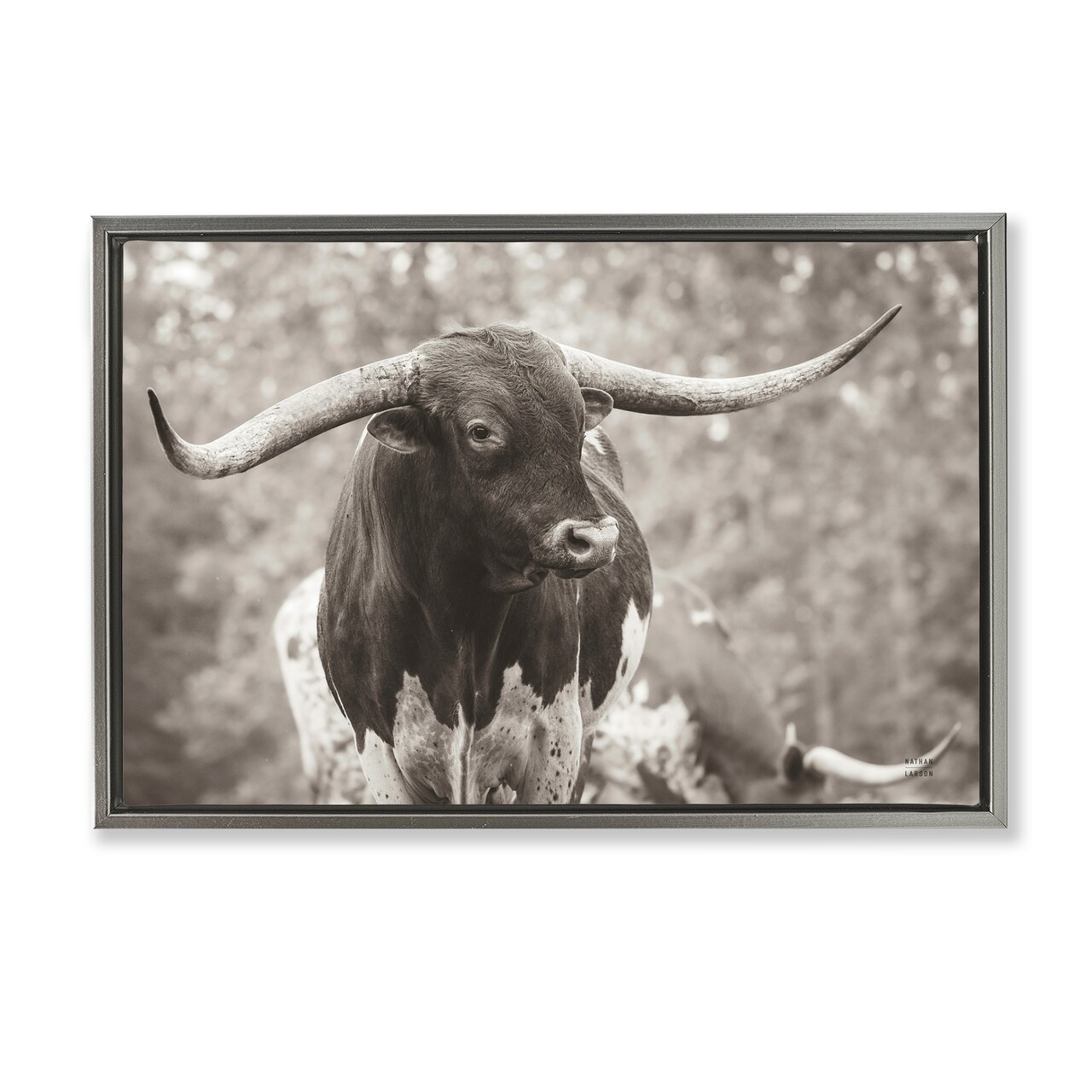 Stupell Industries Longhorn's Gaze Photography Floater Framed Canvas Wall Art Design by Nathan Larson